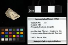 Foto (Objekt + Etiketten) von Decapoda indet. 